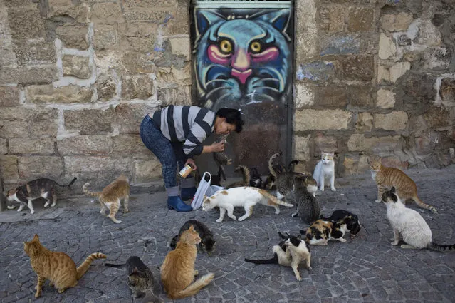 A woman feeds feral cats in central Jerusalem, Israel, 07 January 2016. (Photo by Abir Sultan/EPA)