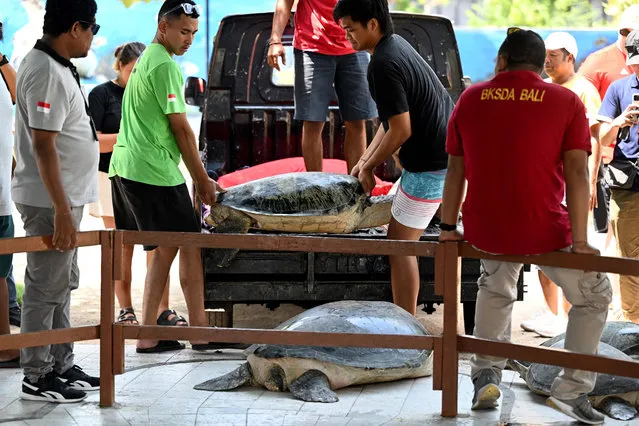 People move a green turtle at a conservation place after being rescued by Indonesian Marine Police office, in Denpasar, on Indonesia's resort island of Bali on October 17, 2023. The Indonesian Marine Police thwarted the smuggling of 11 green turtles which at that time were about to carry out sale and purchase transactions in the West Bali National Park area, Melaya District, Jembrana Regency on 17 October 2023. (Photo by Sonny Tumbelaka/AFP Photo)