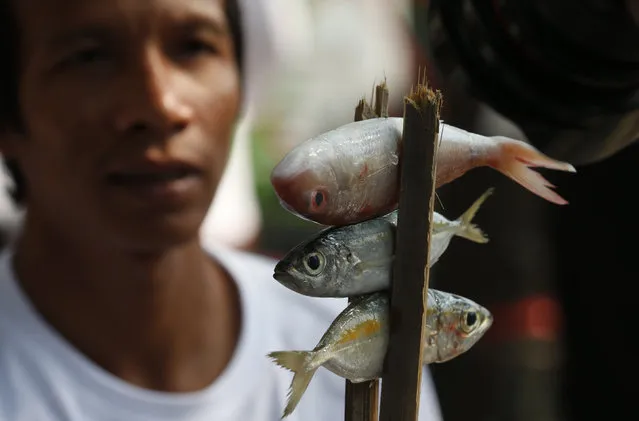 Thai local fisherman holds fishes during a protest to demand the increase of their fishing limits outside the Ministry of Agriculture and Cooperatives in Bangkok, Thailand, February 4, 2016. Representatives of the local Thai fishermen handed a letter to the government asking to revoke Article 34 of the Fisheries Act 2015, as they deem the article is limiting the area permitted for fishing and affect their businesses. (Photo by Chaiwat Subprasom/Reuters)