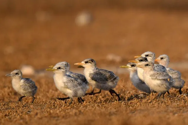 Photo taken on June 20, 2021 shows baby lesser crested terns on Kubbar Island, Kuwait. (Photo by Xinhua News Agency/Rex Features/Shutterstock)