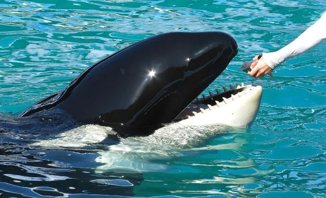 Lolita the Killer Whale is fed a fish by a trainer during a show at the Miami Seaquarium in Miami in this file photo from January 21, 2015. (Photo by Andrew Innerarity/Reuters)