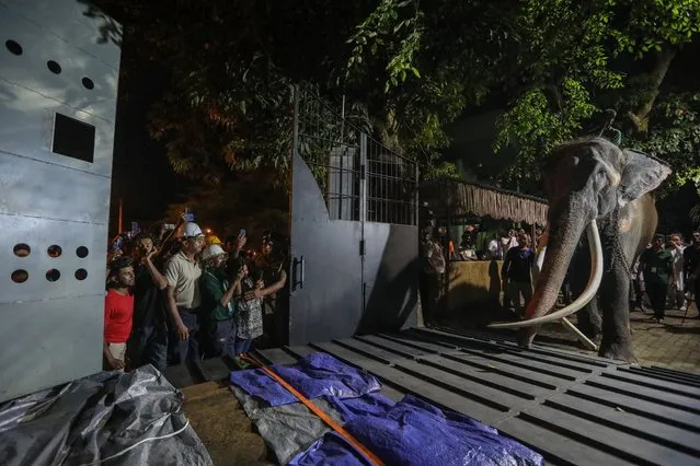 Elephant keepers led an ailing Thai elephant named Sak Surin, also known as “Muthu Raja”, to the flight cage for his flight back to Thailand from the National Zoological Garden in Dehiwala Suburb of Colombo, Sri Lanka, 01 July 2023. Sak Surin is a 29-year-old elephant received by Sri Lanka as a gift from the Thai government in 2001. After two decades, the ailing elephant was flown back to Thailand on a charter plane on 01 July to receive medical care. (Photo by Chamila Karunarathne/EPA/EFE)