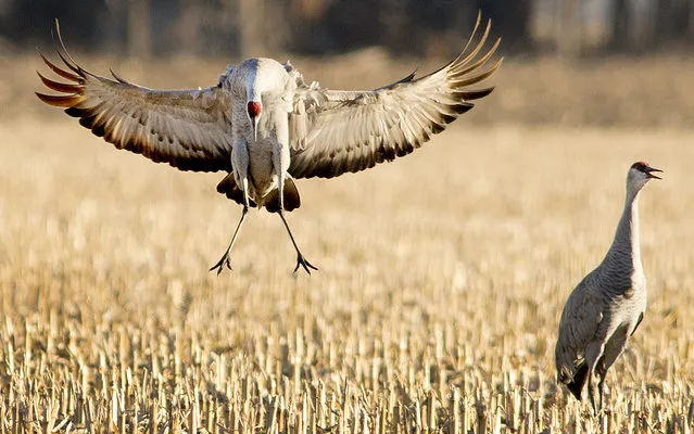 In this March 22, 2015 photo, a Sandhill crane spreads its' wings wide to break its approach as it comes in for a landing visit to a cornfield south of Alda, Neb. After a late start because of icy weather, thousands of cranes are now arriving daily in the area. (Photo by Francis Gardler/AP Photo/The Journal-Star)