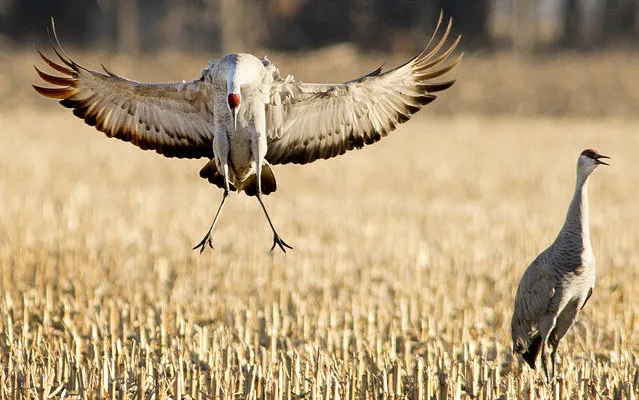 In this March 22, 2015 photo, a Sandhill crane spreads its' wings wide to break its approach as it comes in for a landing visit to a cornfield south of Alda, Neb.  After a late start because of icy weather, thousands of cranes are now arriving daily in the area. (Photo by Francis Gardler/AP Photo/The Journal-Star)