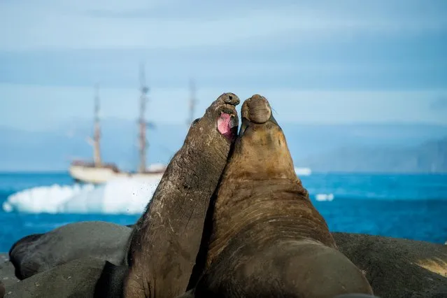 Two elephant seals on the banks of the island, on March 24, 2015 in South Georgia Island. (Photo by Andrew Orr/Barcroft Images)