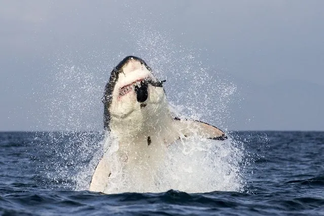 A great white shark breaches and bites down on a decoy seal off in False Bay, South Africa. (Photo by Barcroft Media)