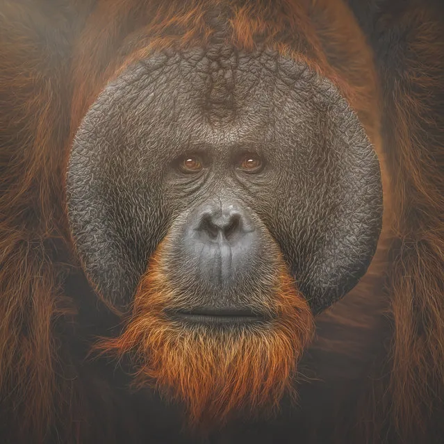 Bornean Orangutan, Tuan. (Photo by Manuela Kulpa/Caters News)