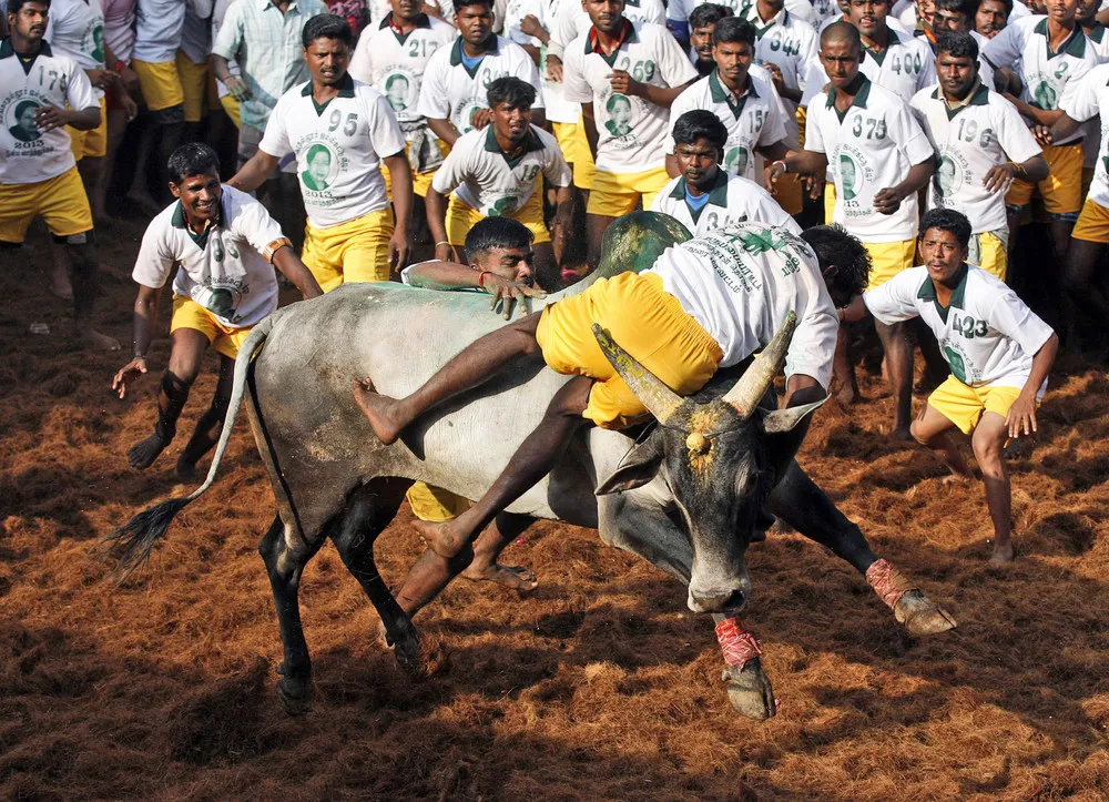 Jallikattu – the Bull-taming Sport
