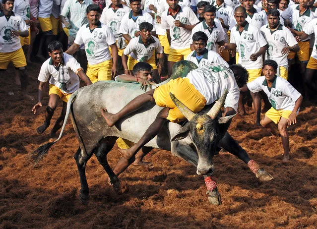 Bull tamers try to control a bull during the bull-taming sport called Jallikattu, in Alanganallur, about 530 kilometers (331 miles) south of Chennai, India, Wednesday, January 16, 2013. (Photo by Arun Sankar K./AP Photo)