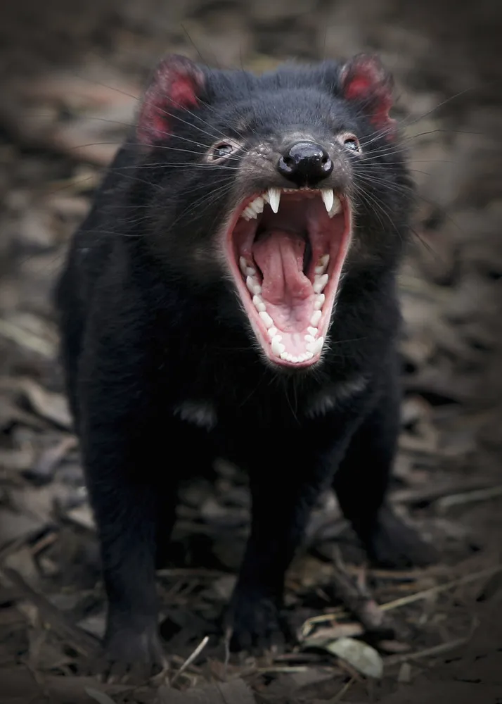 [Oldies] Tasmanian Devil