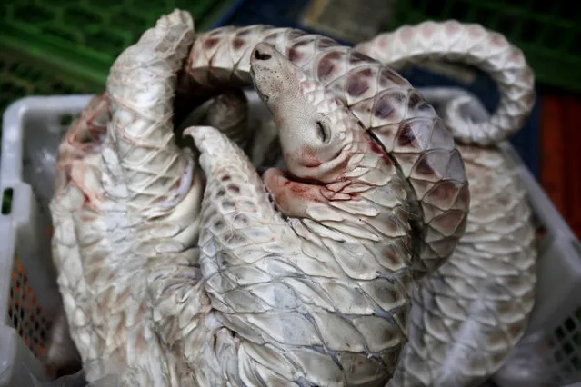 Dead pangolins are piled up in a basket during a police press conference in Medan, North Sumatra, Indonesia, Monday, April 27, 2015. The anteaters are part of dozens of live pangolins and around five tons (11,000 lbs) of pangolin meat ready to be shipped abroad confiscated in a police a raid last week. (Photo by Binsar Bakkara/AP Photo)