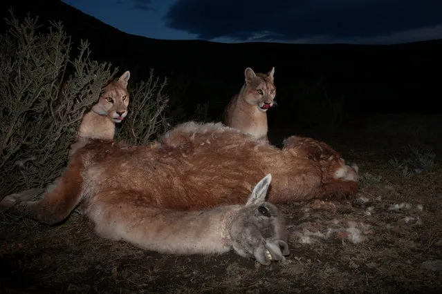 Year-old puma cubs feed from the remains of an adult guanaco, in Torres del Paine, Patagonia, Chile. (Photo by Ingo Arndt/National Geographic/World Press Photo 2019)
