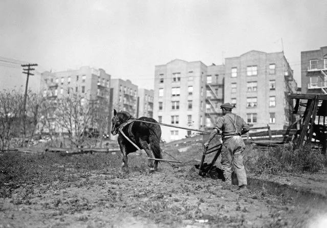Farmer Frank Zavistoski ploughs his four-acre plot of farmland at the corner of 164th Street and Sherman Avenue, with apartment buildings in the background, in the Bronx, New York City, New York, 4th November 1924. Zavistoski grows vegetables on the plot of land, as well as keeping chickens and cows. (Photo by UPI/Bettmann Archive/Getty Images)