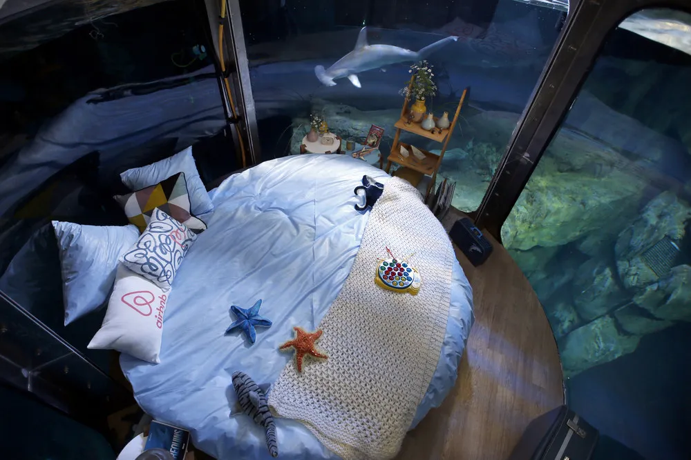Sleeping with Sharks