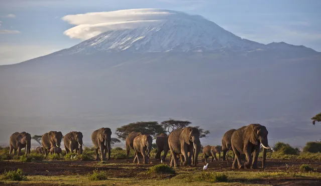 In this file photo of Monday December 17, 2012, a herd of adult and baby elephants walks in the dawn light as the highest mountain in Africa, Tanzania's Mount Kilimanjaro, is seen in the background, in Amboseli National Park, southern Kenya. Some African elephant herds are adapting to the danger of poaching by moving out of risky areas, according to one conservation group. The plight of elephants is a key issue at the meeting of the Convention on International Trade in Endangered Species of Wild Fauna and Flora, or CITES, which began over the weekend and ends Oct. 5. (Photo by Ben Curtis/AP Photo)
