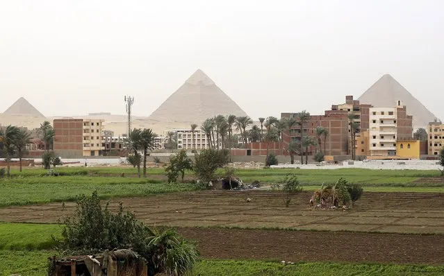 Farmers work at a rice field near the Great Giza pyramids on the outskirts of Cairo, Egypt in this November 2, 2014 file photo. (Photo by Amr Abdallah Dalsh/Reuters)