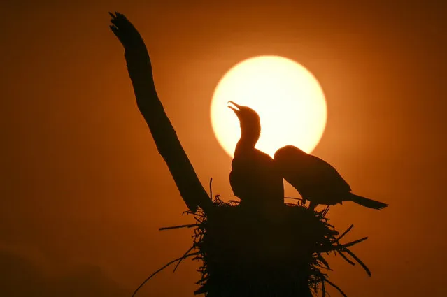 Great cormorants rest in a nest as the sun sets at Sankey Tank Lake in Bengaluru, India on March 4, 2024. (Photo by Idrees Mohammed/AFP Photo)