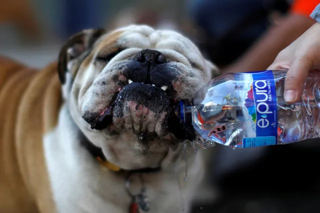 An English Bulldog drinks water given by a woman  during a  parade where more than 900 English Bulldog participate to set the Guinness World Records for the largest Bulldog walk in Mexico City, Mexico February 26, 2017. (Photo by Carlos Jasso/Reuters)