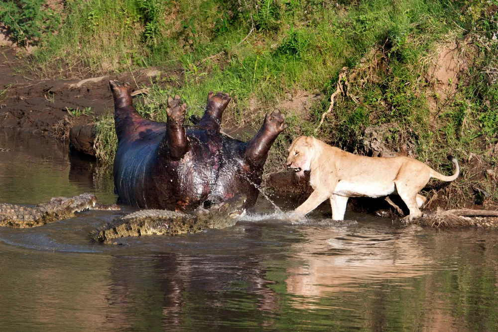 Lion Fights Crocs over Hippo