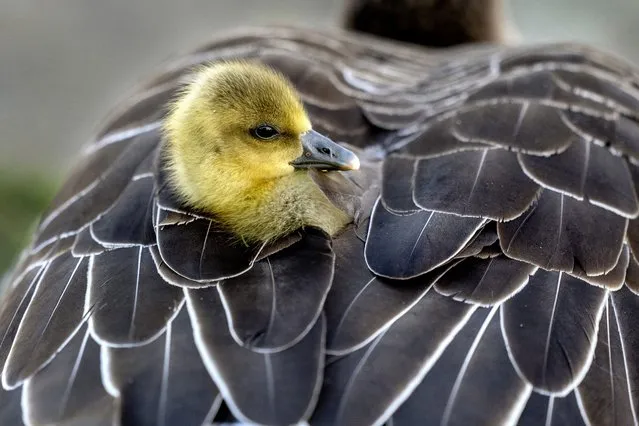 A gosling sits in the plumage of its mother, in a meadow in Frankfurt, Germany, Saturday, April 13, 2024. (Photo by Michael Probst/AP Photo)