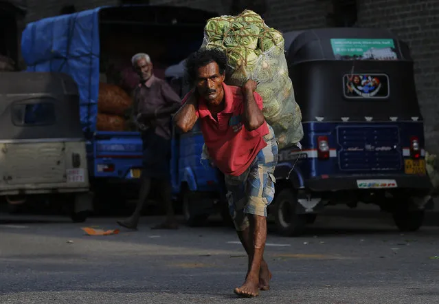 A Sri Lankan daily wage labourer carries a sack of cabbage through a street in Colombo, Sri Lanka, Tuesday, April 19, 2016. Casual labours play an essential role in the daily distribution of vegetables and other perishable items throughout the capital Colombo. (Photo by Eranga Jayawardena/AP Photo)