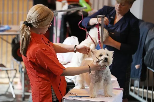 Dogs and owners arrive for the first day of Crufts Dog Show at NEC Arena on March 09, 2017 in Birmingham, England. (Photo by Matt Cardy/Getty Images)