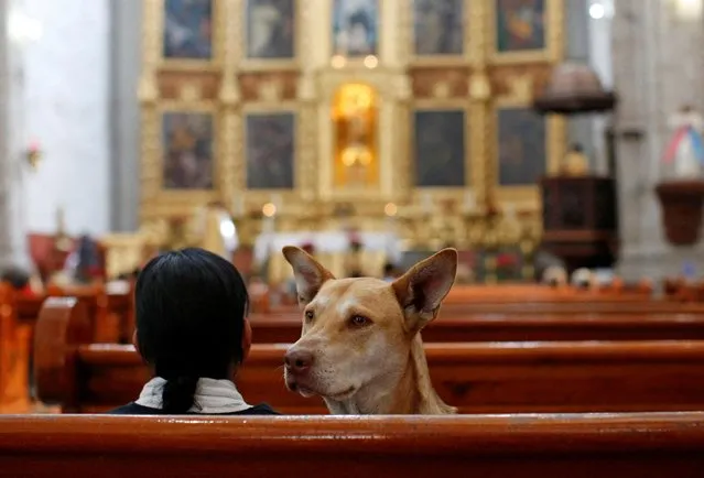 A dog sits in the pews of a Catholic church on the day of Saint Anthony, the patron saint of domestic animals, in Mexico City, Mexico on January 17, 2022. (Photo by Gustavo Graf/Reuters)