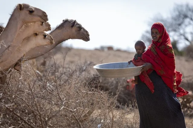 Hafsa Bedel, a mother of six, who says she has already lost 25 goats and sheep and 4 camels, brings water from a government well to her remaining camels, near Sagalo village in the Kebridahar woreda of the Korahe zone of the Somali region of Ethiopia Friday, January 21, 2022. In Ethiopia's Somali region, people have seen the failures of what should have been three straight rainy seasons and Somalia, Kenya, and now Ethiopia have raised the alarm about the latest climate shock to a fragile region. (Photo by Mulugeta Ayene/UNICEF via AP Photo)