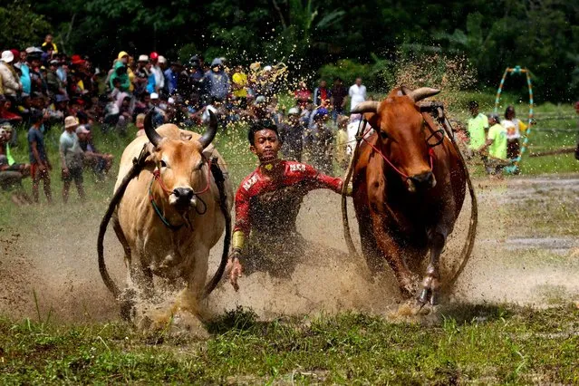 A jockey rides two cows during the traditional cattle race “Pacu Jawi” in Tanah Datar district, West Sumatra Province, Indonesia on Saturday, February 5, 2022. (Photo by Adi Prima/Anadolu Agency via Getty Images)