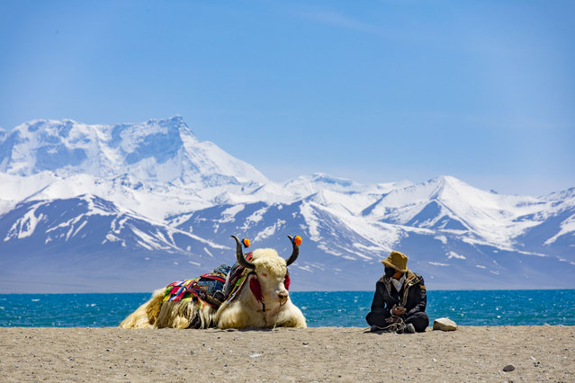 A white yak sits on the lakeside of Namtso on May 19, 2024 in Lhasa, Xizang Autonomous Region of China. As temperature rises and ice melts, Lake Namtso is entering its tourism season. An event celebrating the melting of frozen water of Lake Namtso is held on May 19. (Photo by Jin Wei/VCG via Getty Images)
