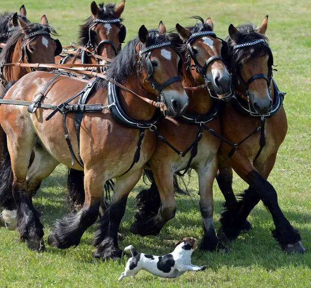 A post coach is pulled by 28 Rhennish-German horses during a press session near Brueck, Germany, 15 May 2014. Over 400 meters of reins are needed to control the horses. This was an advertisement for the Kaltblueter (draft horse) festival weekend in Brandenburg. (Photo by Ralf Hirschberger/EPA)