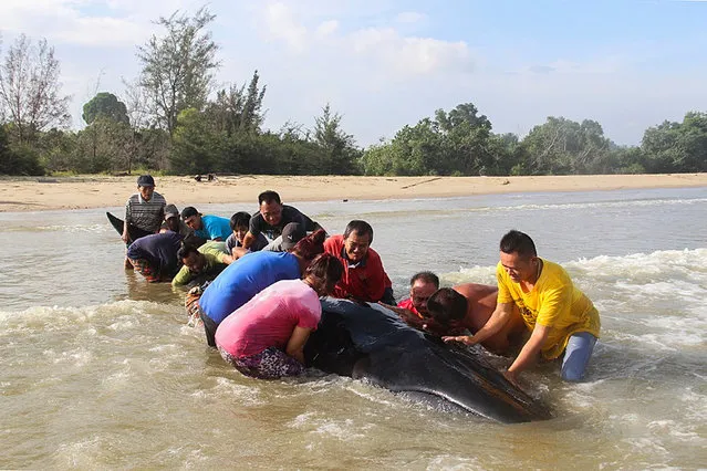 A handout photo made available by the Malaysia Fire And Rescue Department shows Malaysian villagers and fire fighters help to push back into the sea a 9.14m-long whale found stranded on a beach in Miri, Sarawak, Malaysia, 04 May 2017. “Fire and Rescue Department received a call from the public at 7.11am about the whale which they found to be alive on the Kuala Sungai Siwak shore in Baram”, Head of the Miri Fire and Rescue Department Law Poh Kiong said on 04 May 2017. (Photo by EPA/Malaysia Fire and Rescue Departm)
