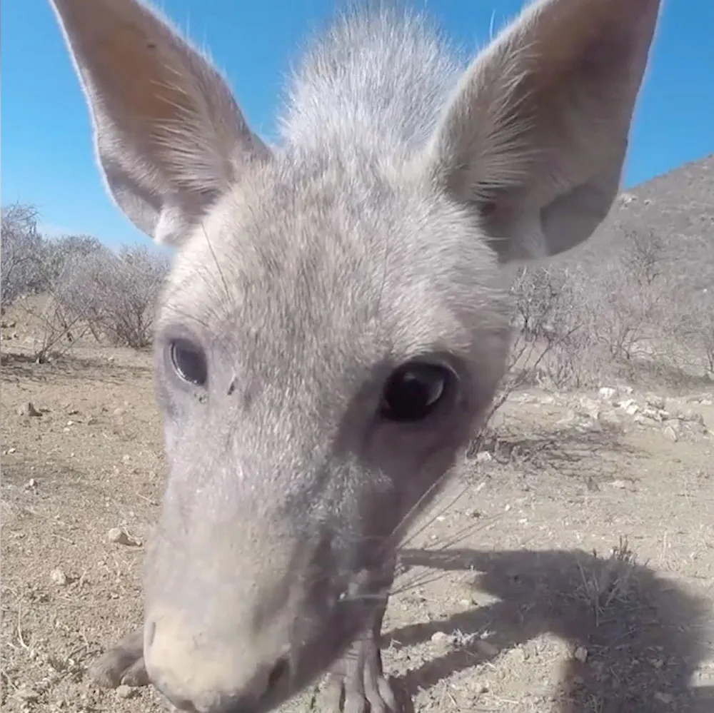Wildlife from a Toy Car