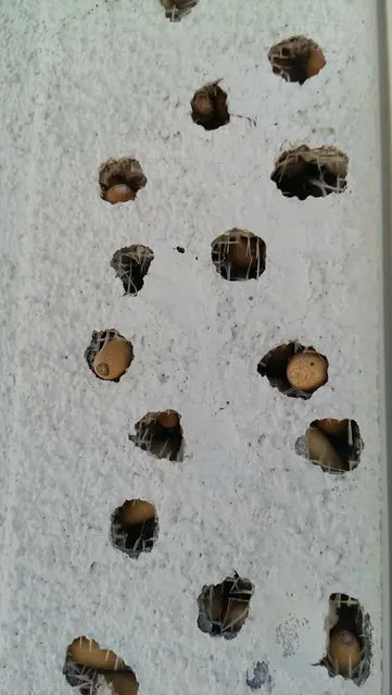 House After The Attack Of Woodpeckers