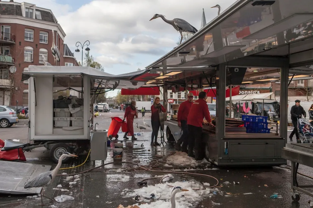 The Urban Herons of Amsterdam