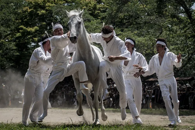 Okobito men try to catch a wild horse in the Nomakake ritual at the Soma Odaka Jinja Shrine during the Soma Nomaoi festival on July 27, 2015 in Minamisoma, Japan. Every summer the people of Fukushima prefecture have gathered to honor the ancient traditions of the Samurai at the Soma Nomaoi festival. The festival started as a military exercise more than 1000 years ago by Taira no Kojiro Masakado the founder of the Soma Clan. (Photo by Chris McGrath/Getty Images)