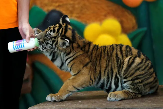 A zoo worker feeds milk to a tiger cub at the Sriracha Tiger Zoo, in Chonburi province, Thailand, June 7, 2016. (Photo by Chaiwat Subprasom/Reuters)
