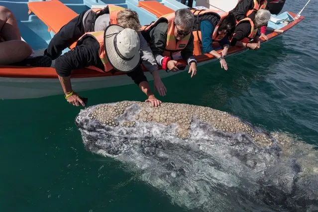 A grey whale comes towards a boat as tourists put their hands out in, Baja California, Mexico, March 2017. A pair of newly born grey whale calves intrigued by visiting tourists eagerly swim over to the group to get a closer look. Urged on by their mother, the small calves confidently went up to the tour group who were visiting San Ignacio Lagoon in Baja California, Mexico. This adorable moment was captured by zoologist and wildlife photographer, Mark Carwardine on his visit to the area in March 2017. (Photo by  Mark Carwardine/Barcroft Images)