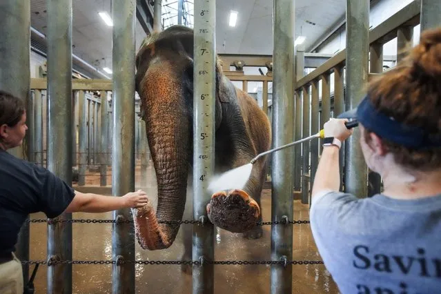 Elephant keepers Kristin Windle, left, and Caiti Amox give Methai her cooling bath at the Houston Zoo, Friday, June 24, 2022, in Houston. Swimming pool games, icy treats and cool baths are some of the ways some animals at the Houston Zoo beat the heat during Houston's latest heat wave. When it reaches a certain temperature, animals have access to their indoor, air-conditioned housing and can choose whether to be inside or outside. Temperatures are forecast to reach past 100 through the weekend. (Photo by Brett Coomer/Houston Chronicle via AP Photo)