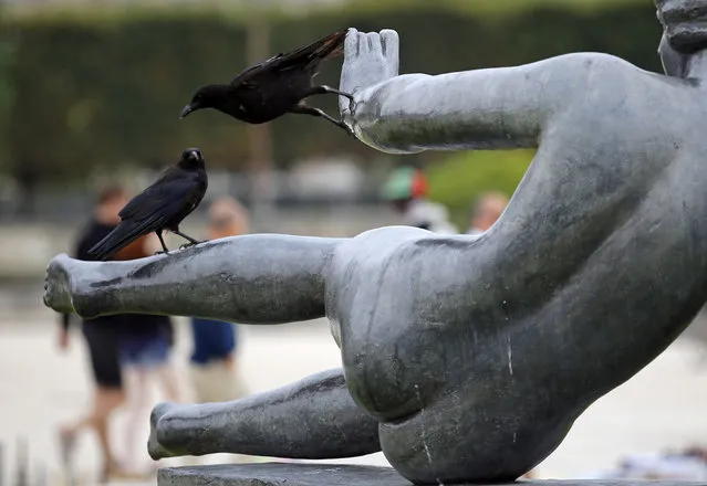 A black crow takes off as another looks on a 1932 lead statue named “Air” by French artist Aristide Maillol 1861-1944 in The Tuileries gardens of the Louvre Museum in Paris, France, Tuesday, July 29, 2014. (Photo by Francois Mori/AP Photo)