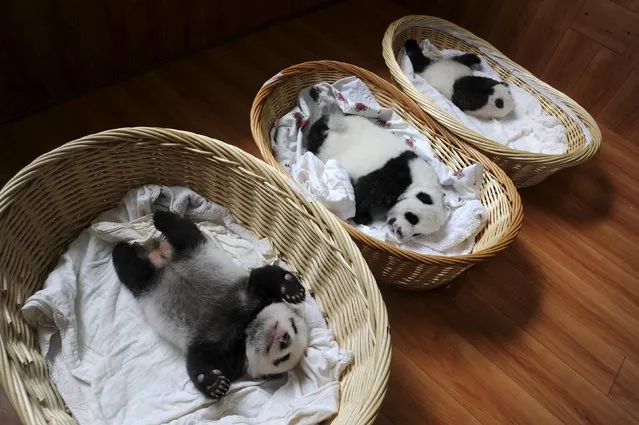 Giant panda cubs are seen inside baskets during their debut appearance to visitors at a giant panda breeding centre in Ya'an, Sichuan province, China, August 21, 2015. A total of 10 giant panda cubs that were born in the centre this year, aging from one week to two months, met visitors for the first time on Friday, local media reported. (Photo by Reuters/Stringer)