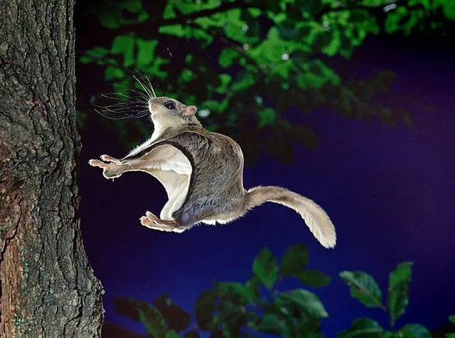  Flying Squirrel