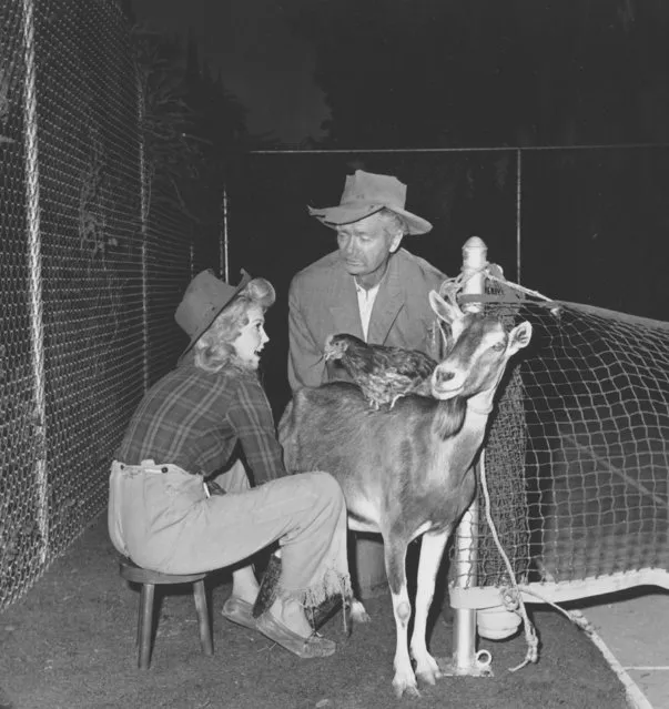 Buddy Ebsen, as Jed, talks to Donna Douglas, playing his daughter Elly May, as she milks a goat on a Beverly Hills tennis court during filming of the television comedy series “The Beverly Hillbillies” on August 9, 1962. A chicken is perched on the goat's back. (Photo by AP Photo)