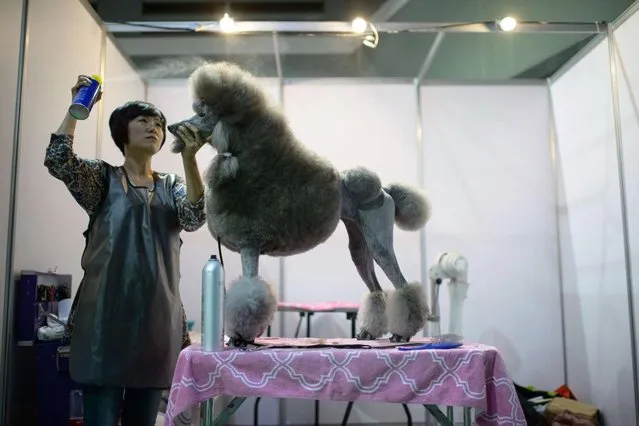 In a photo taken on August 30, 2014 a dog owner sprays hairspray on her poodle backstage at a dog show in Seoul. (Photo by Ed Jones/AFP Photo)