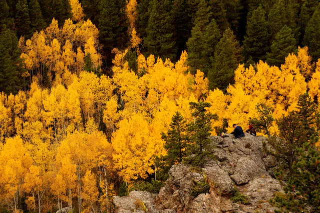 People sit among Aspen trees turned gold on the Autumn Equinox in the northern hemisphere near Nederland, Colorado U.S. September 22, 2017. (Photo by Rick Wilking/Reuters)