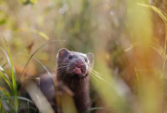 A mink sniffs the air as he surveys the river beach in search of food, in meadow near the village of Khatenchitsy, 65 kilometers (40 miles) northwest of Minsk, Belarus, Friday, September 4, 2015. (Photo by Sergei Grits/AP Photo)