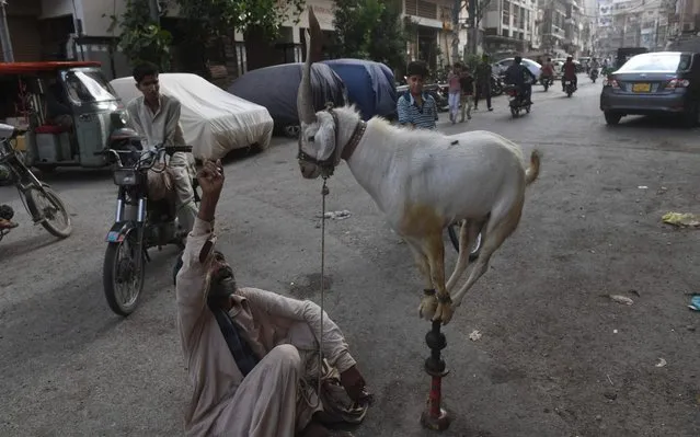 An animal handler gestures as a goat balances over a stick for onlookers along a street after the government eased the nationwide lockdown imposed as a preventive measure against the COVID-19 coronavirus, in Karachi, Pakistan on May 11, 2020. (Photo by Asif Hassan/AFP Photo)