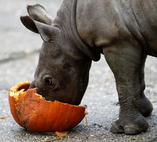 A newly born eastern black rhino eats a pumpkin in its enclosure at the zoo in Dvur Kralove, Czech Republic, Wednesday, October 25, 2017. An eastern black rhinoceros born in a Czech zoo is a small but important step in efforts to save the subspecies of the black rhinoceros from extinction. There are only last few hundreds remaining in African reserves, where they must be protected from poachers. The calf born on October 2 in the Dvur Kralove zoo is in good shape. (Photo by Petr David Josek/AP Photo)