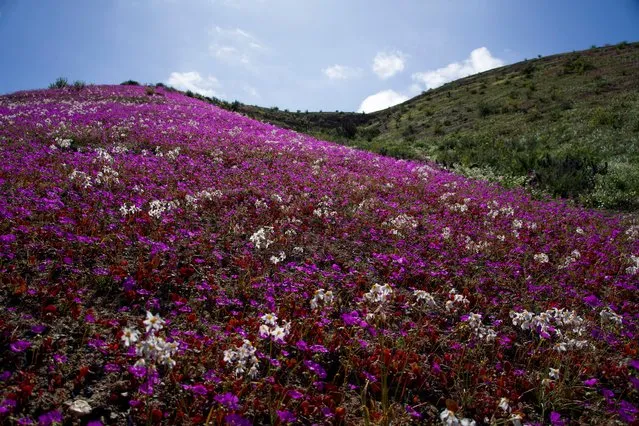 Blooming flowers cover the Atacama desert near Copiapo, Chile, Tuesday, October 4, 2022. The phenomenon typically only happens every five to seven years when rare heavy rains cause flowers to bloom. (Photo by Matias Basualdo/AP Photo)