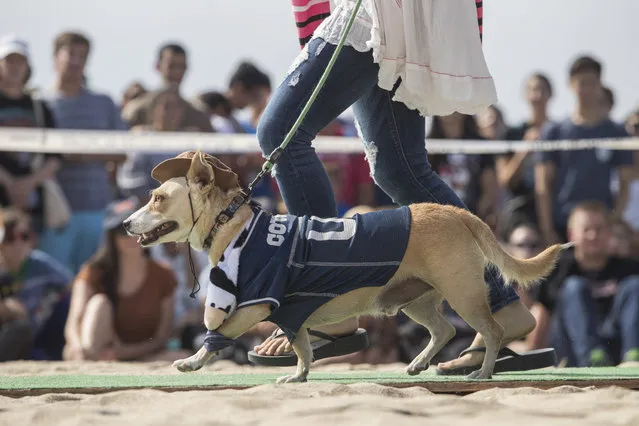 A corgi dog dressed in Dallas Cowboys pet gear participates in a fashion show at NFL Corgi Beach Day, Saturday, October 28, 2017 in Huntington Beach, Calif. (Photo by Jeff Lewis/AP Images for NFL)